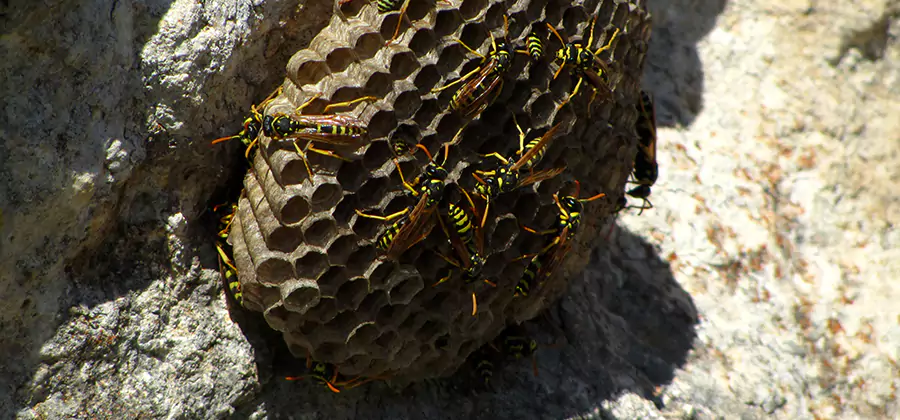 Wasp Nest in Tree Removal Cincinnati