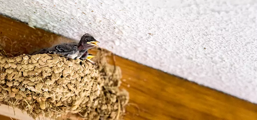Bird Removal From House in Cincinnati