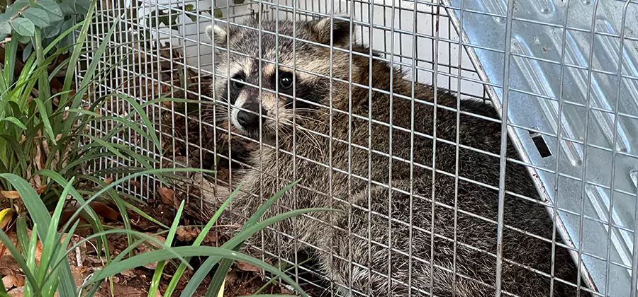 Wildlife Relocation Services in Cincinnati