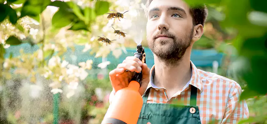 Yellow Jacket Wasp Removal in Cincinnati