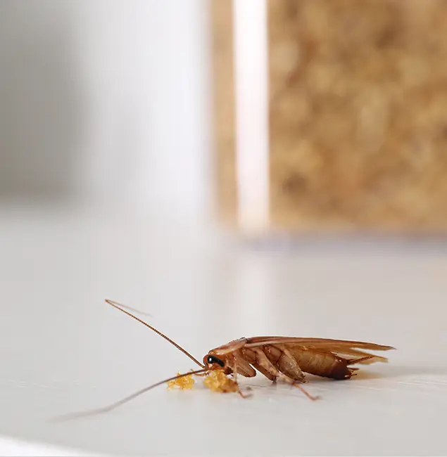 Why Cincinnati Pest Control Pro Stands Out in Cincinnati, OH?