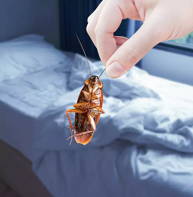 Why Choose Cincinnati Pest Control Pro for Bed Bug Extermination in Cincinnati, OH?