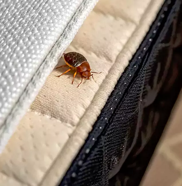 Why Choose Cincinnati Pest Control Pro for Bed Bug Treatment at Home in Cincinnati, OH?