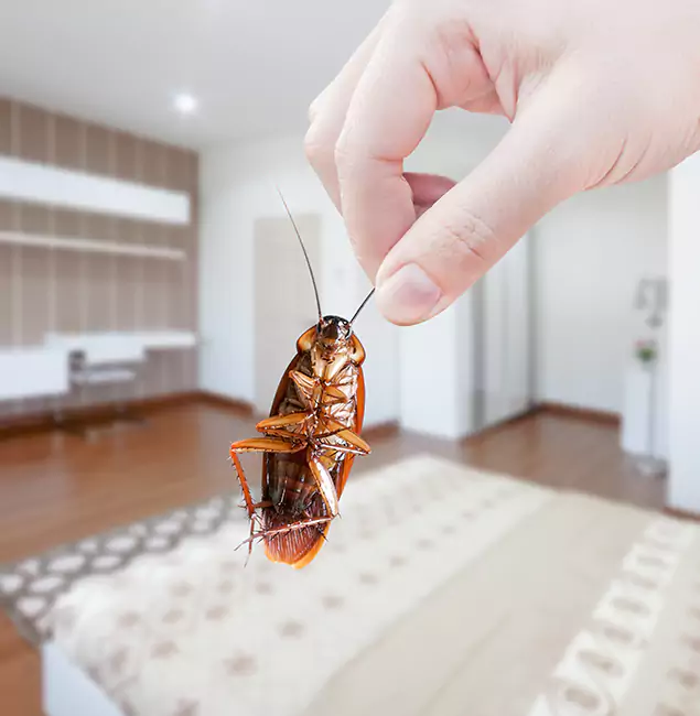 Why Cincinnati Pest Control Pro Stand Out For Bed Bug Inspection in Cincinnati, OH?