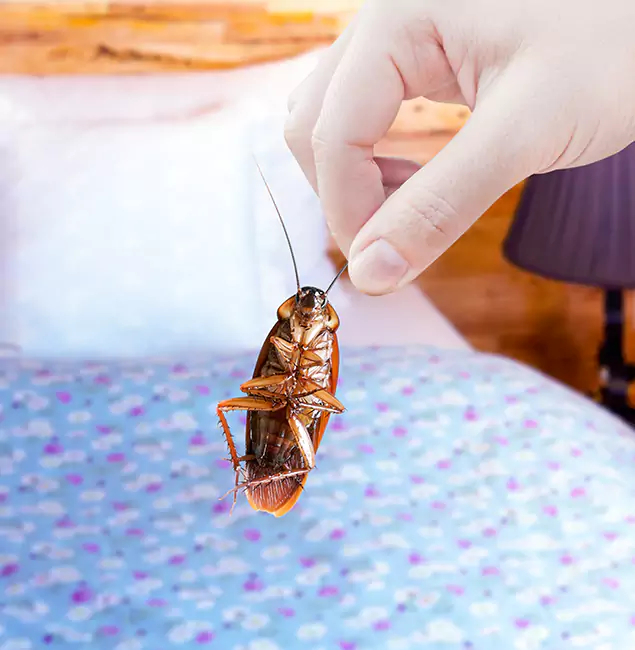 Why Choose Cincinnati Pest Control Pro for Bed Bug Treatment in Cincinnati, OH?