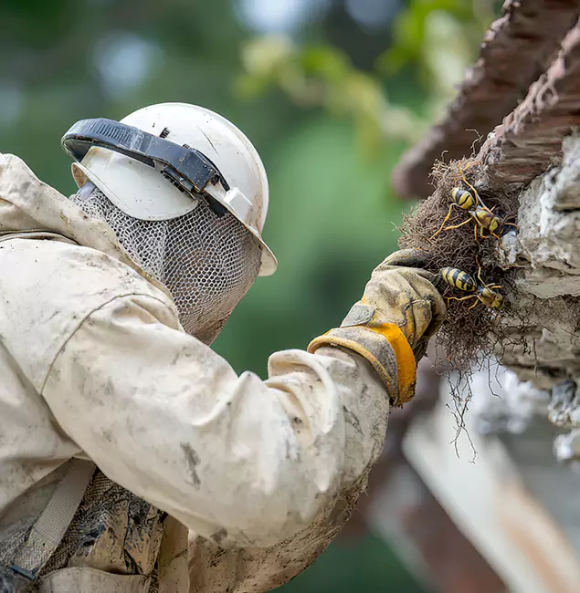 Why Cincinnati Property Owners Choose Cincinnati Pest Control Pro for Bee Exterminator?