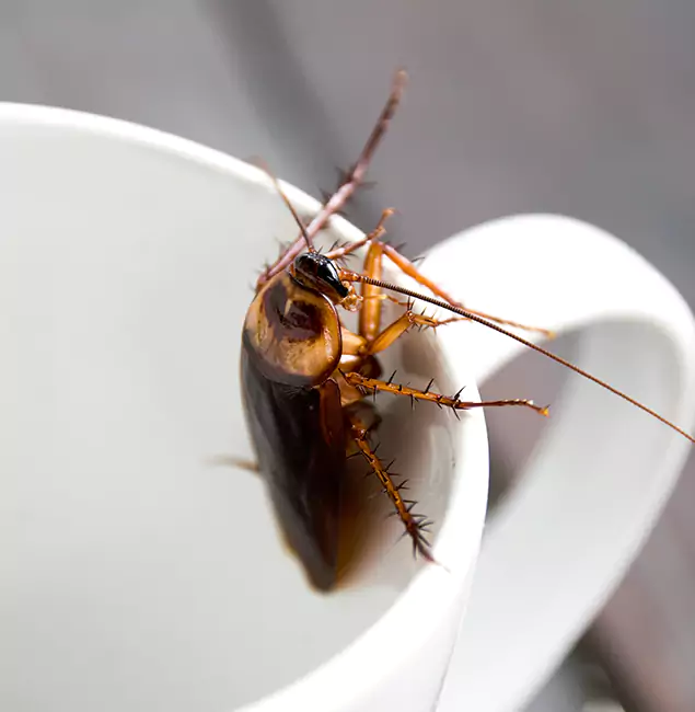 Why Cincinnati, OH Residents Trust Cincinnati Pest Control Pro for Cockroach Fumigation?
