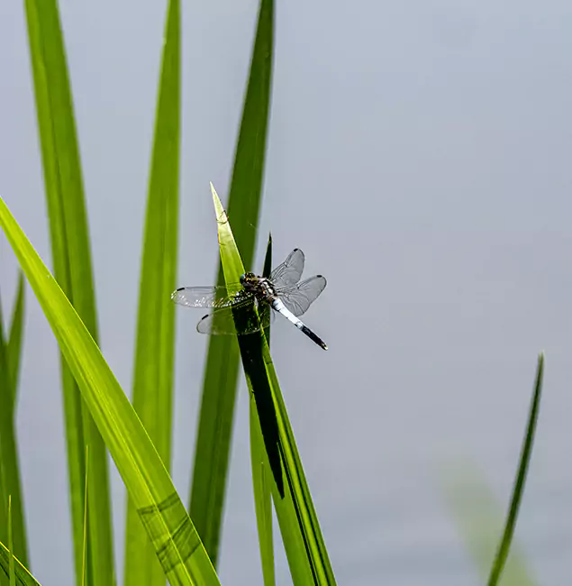 Why Cincinnati Families Trust Cincinnati Pest Control Pro for Mosquito Prevention?