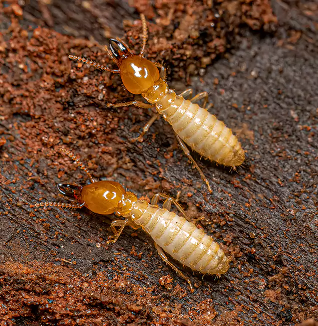 Why Choose Cincinnati Pest Control Pro for Termite Treatment Without Tenting in Cincinnati, OH?