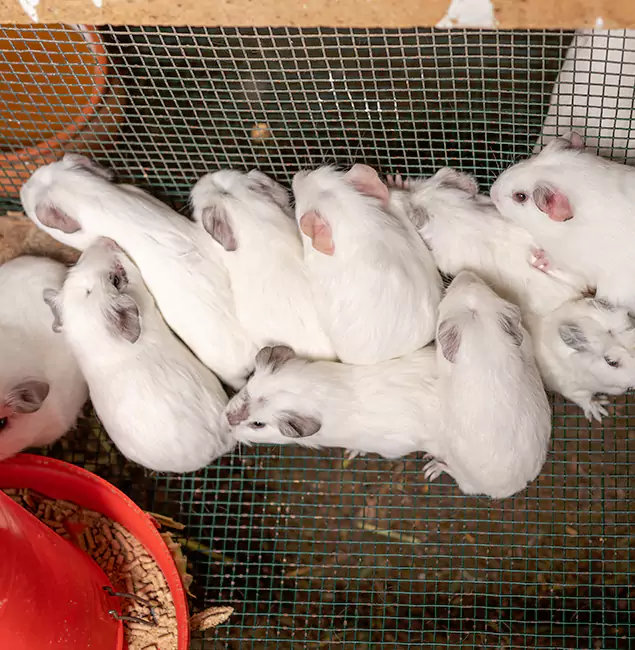 Why Choose Cincinnati Pest Control Pro for Rat Infestation in Cincinnati, OH?