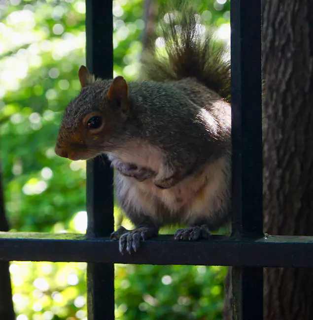 Why Cincinnati, OH Chooses Cincinnati Pest Control Pro for Squirrel Removal?