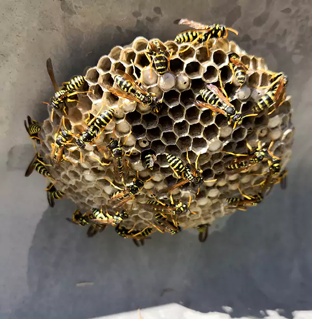 Why Cincinnati Chooses Cincinnati Pest Control Pro for Wasp Control Services?