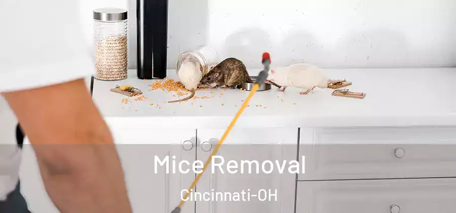 Mice Removal Cincinnati-OH