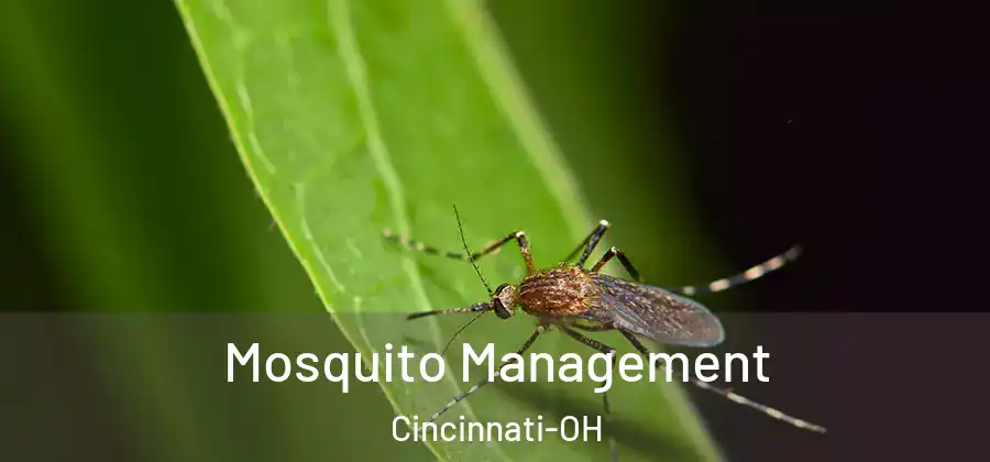Mosquito Management Cincinnati-OH