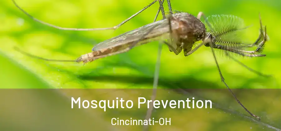 Mosquito Prevention Cincinnati-OH