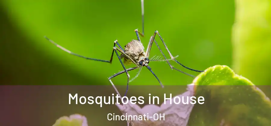 Mosquitoes in House Cincinnati-OH