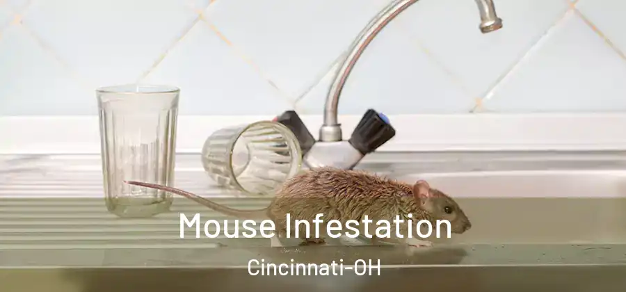  Mouse Infestation Cincinnati-OH