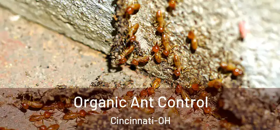  Organic Ant Control Cincinnati-OH