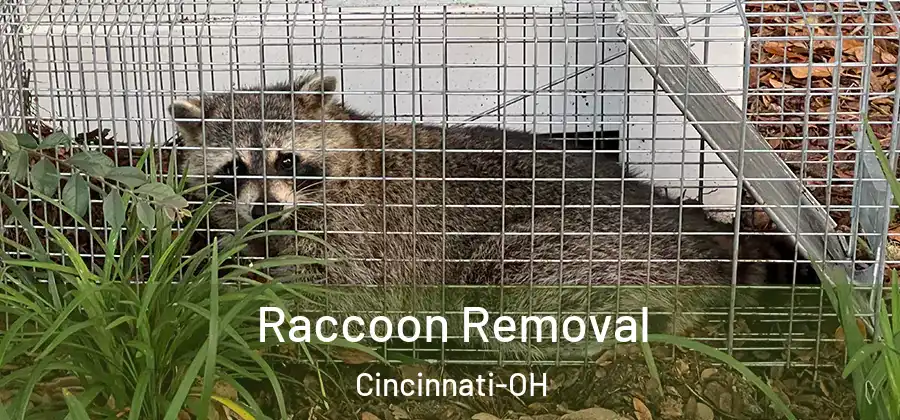 Raccoon Removal Cincinnati-OH