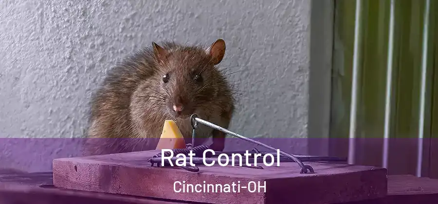 Rat Control Cincinnati-OH
