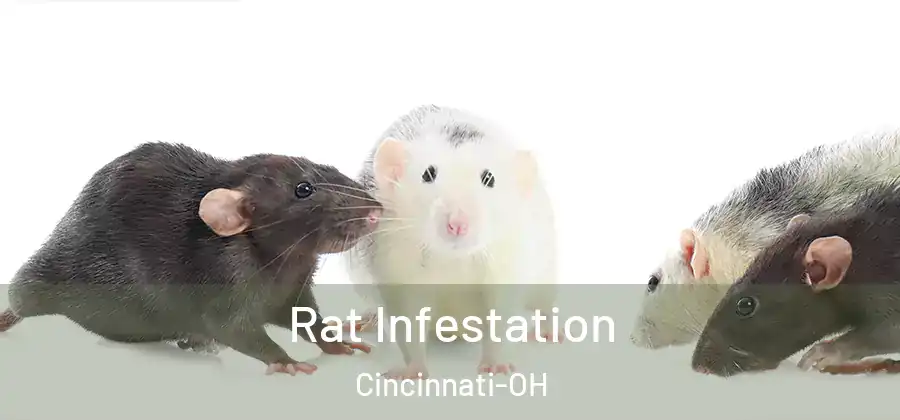  Rat Infestation Cincinnati-OH