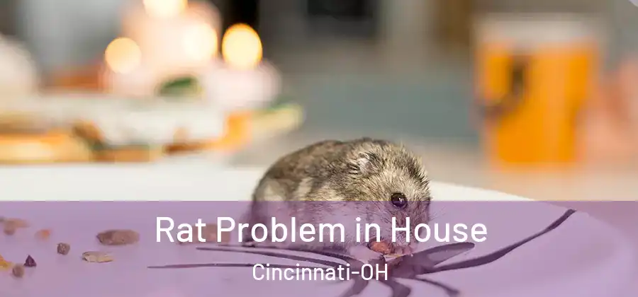  Rat Problem in House Cincinnati-OH