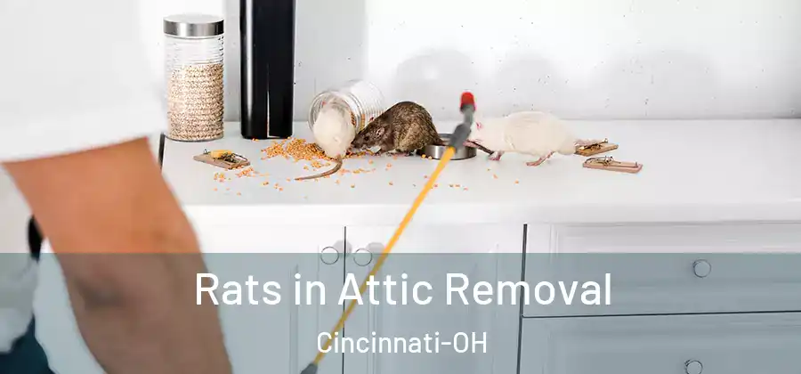 Rats in Attic Removal Cincinnati-OH