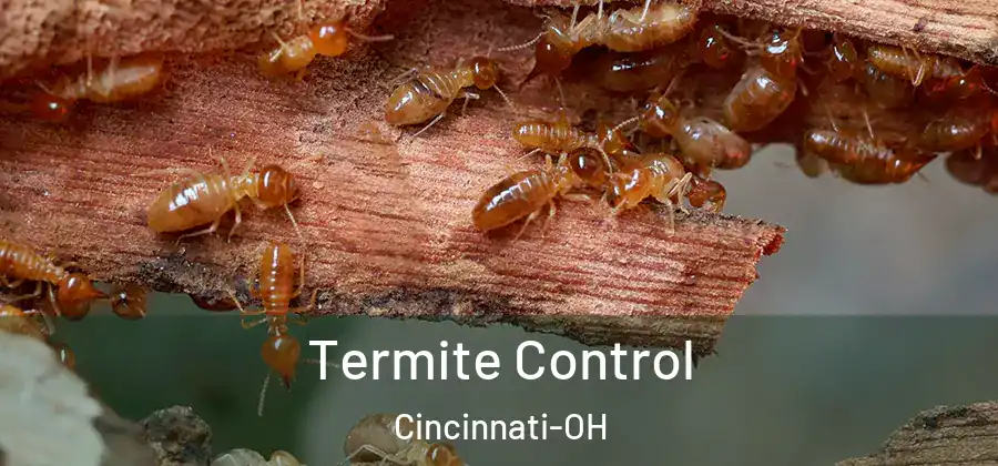 Termite Control Cincinnati-OH