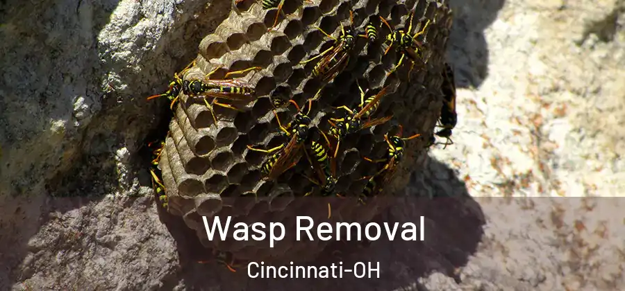 Wasp Removal Cincinnati-OH