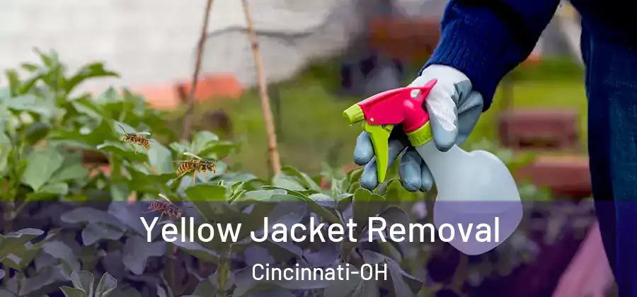 Yellow Jacket Removal Cincinnati-OH